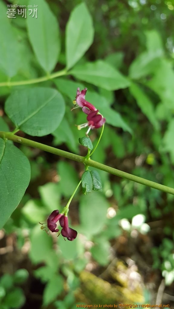 흥정6월3일 077.jpg : 흰괴불나무를 만났습니다. 흥정6월3일 077.jpg : 흰괴불나무를 만났습니다.