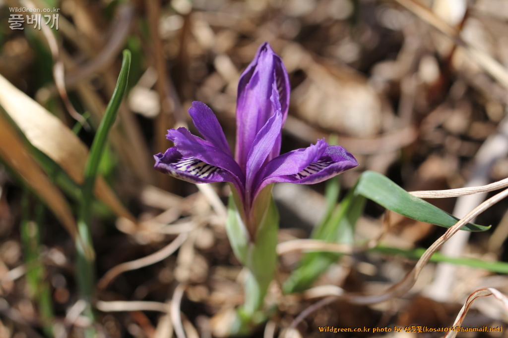 2021.04.05 솔붓꽃 (1).JPG