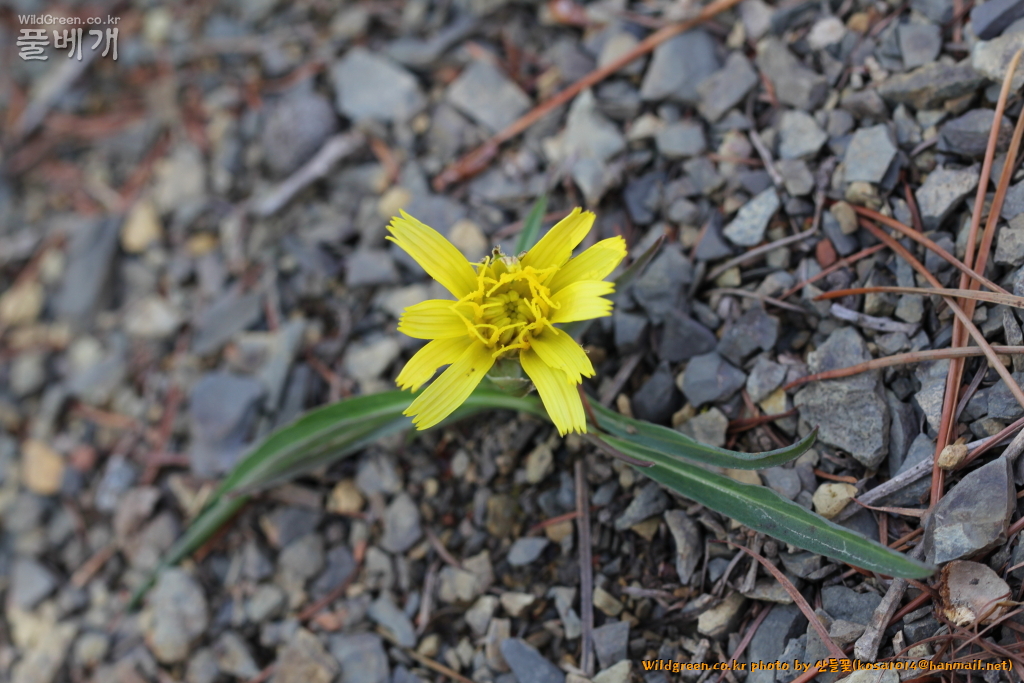 2021.04.05 멱쇠채 (1).JPG