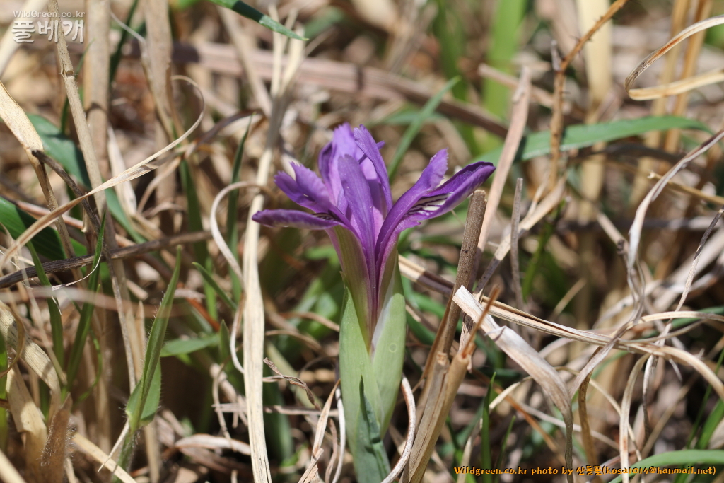 2021.04.05 솔붓꽃 (3).JPG