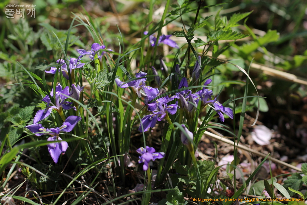 2021.04.05 각시붓꽃 (1).JPG