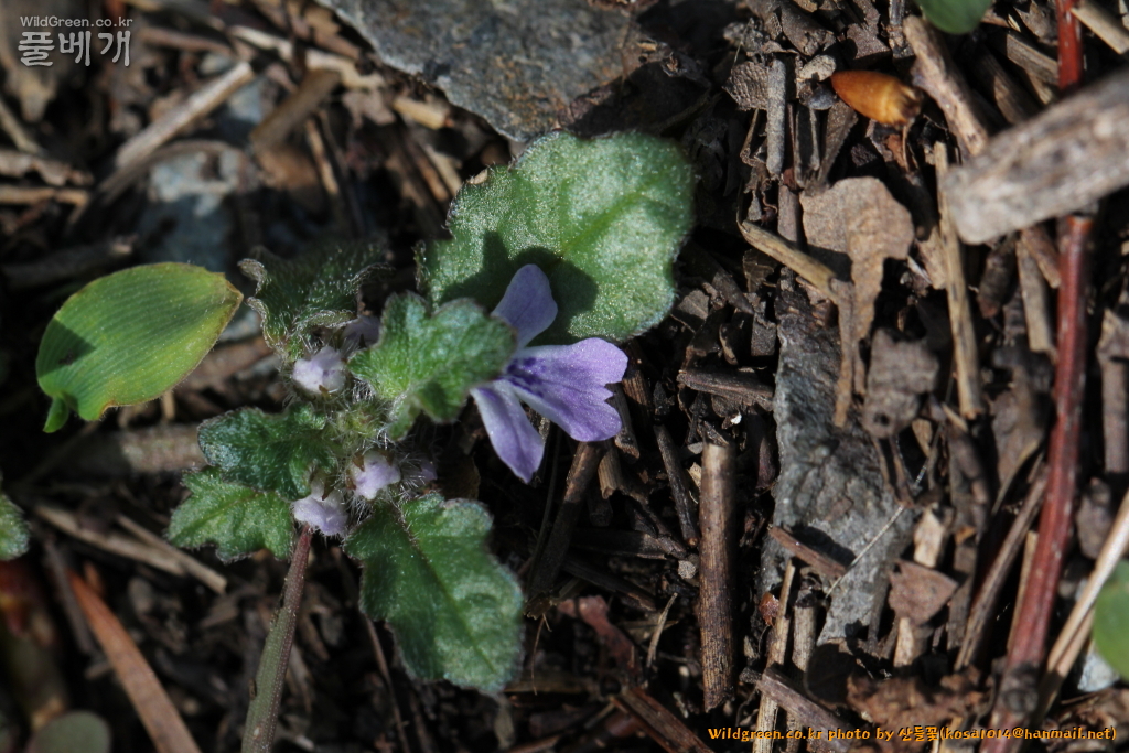 2021.04.05 내장금란초 (2).JPG
