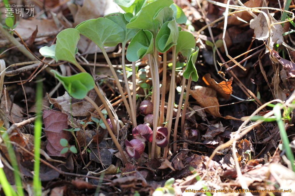 2021.04.05 각시족도리풀 (1).JPG