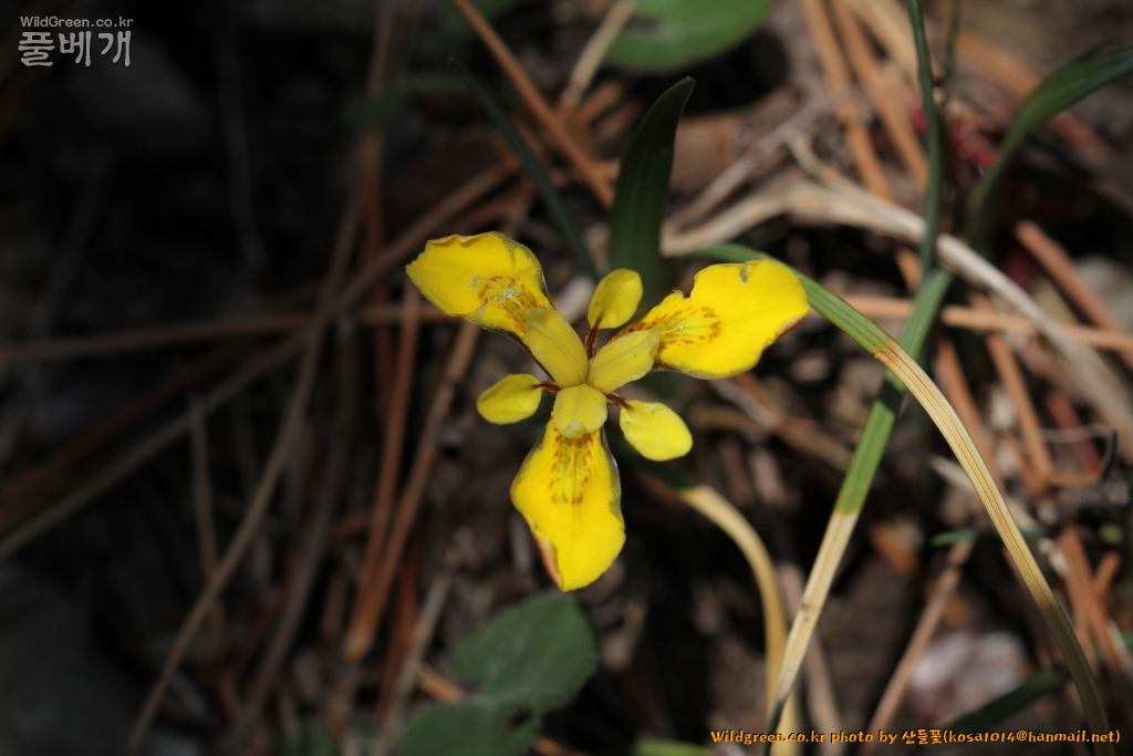 2021.04.05 금붓꽃 (1).JPG