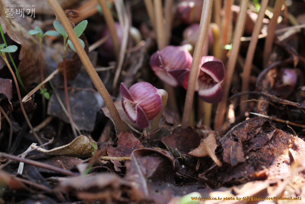 2021.04.05 각시족도리풀 (2).JPG