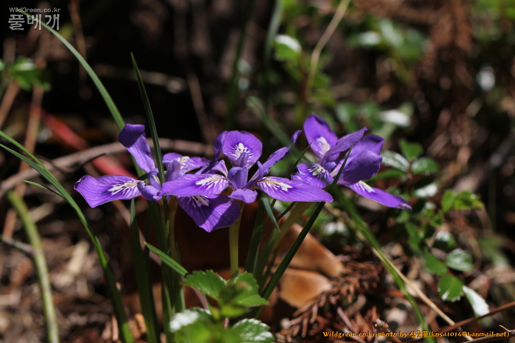 2021.04.05 각시붓꽃 (6).JPG
