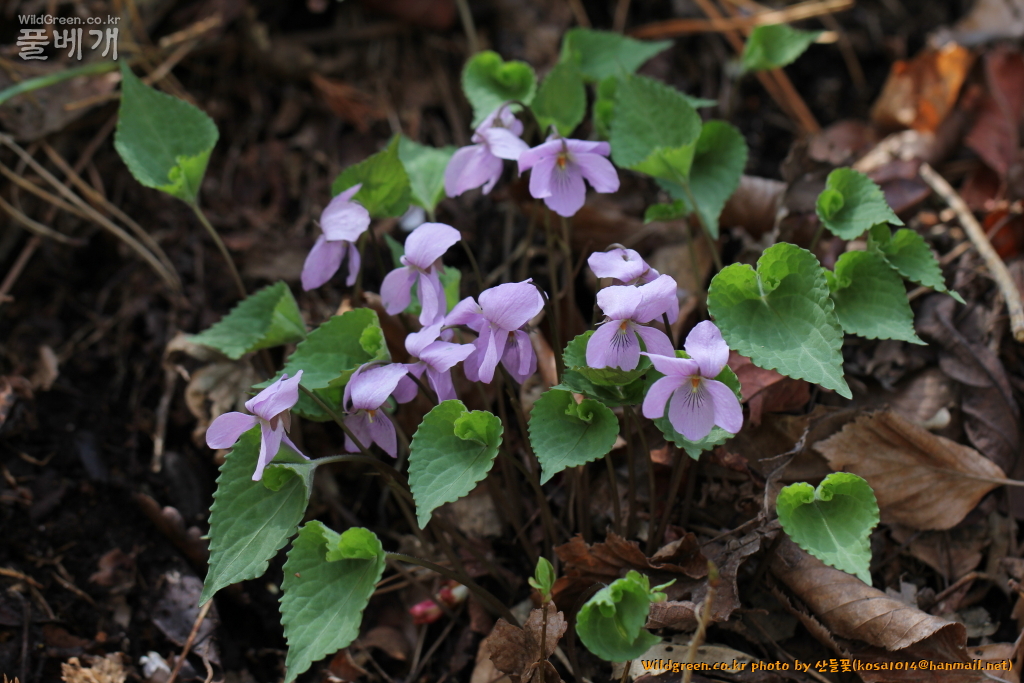 2021.04.05 고깔제비꽃 (1).JPG