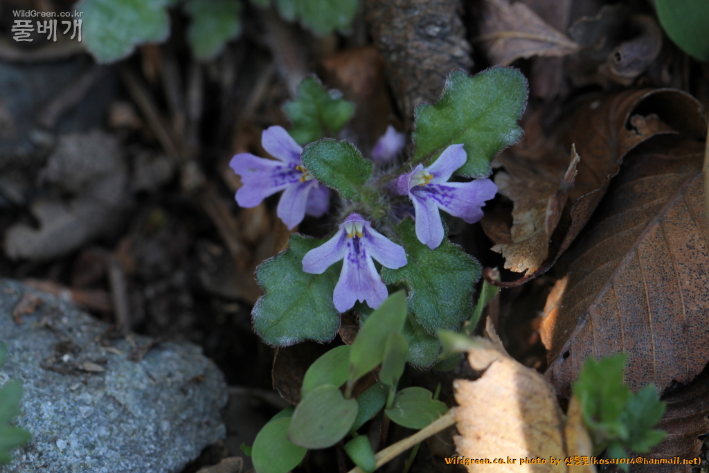 2021.04.05 내장금란초 (3).JPG