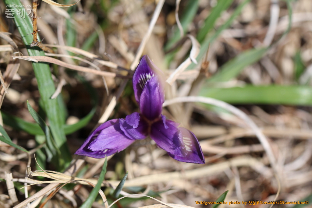 2021.04.05 솔붓꽃 (2).JPG