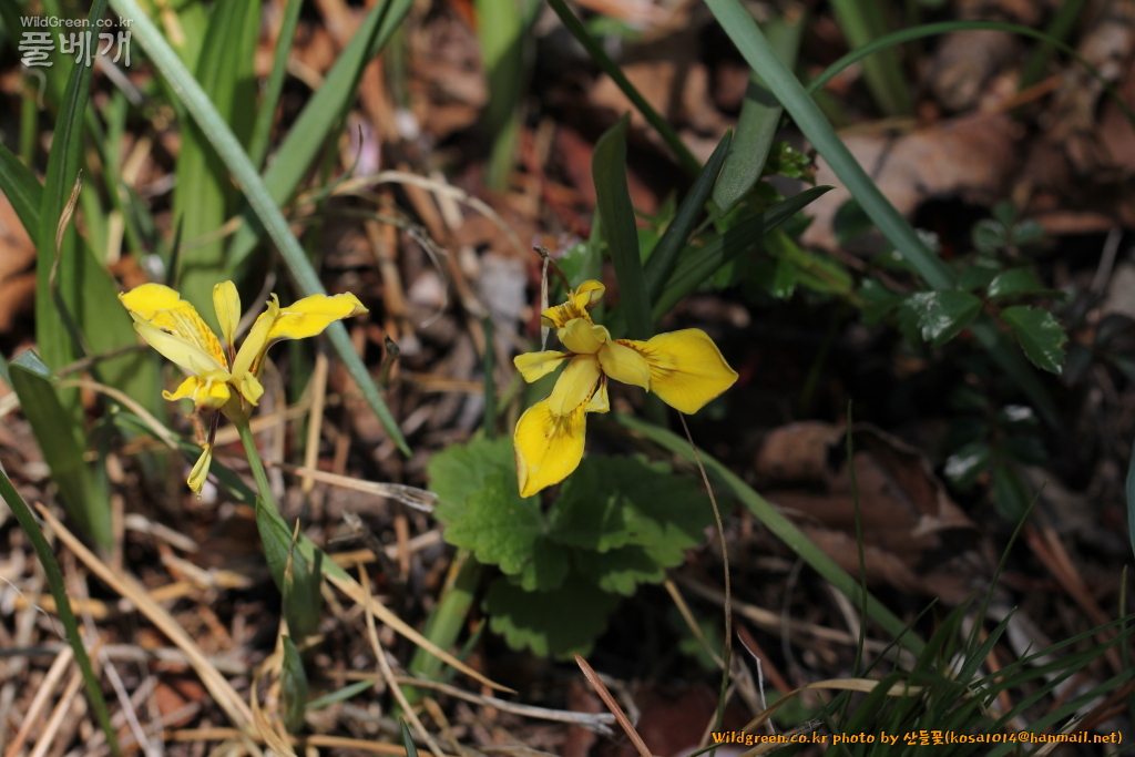 2021.04.05 금붓꽃 (2).JPG