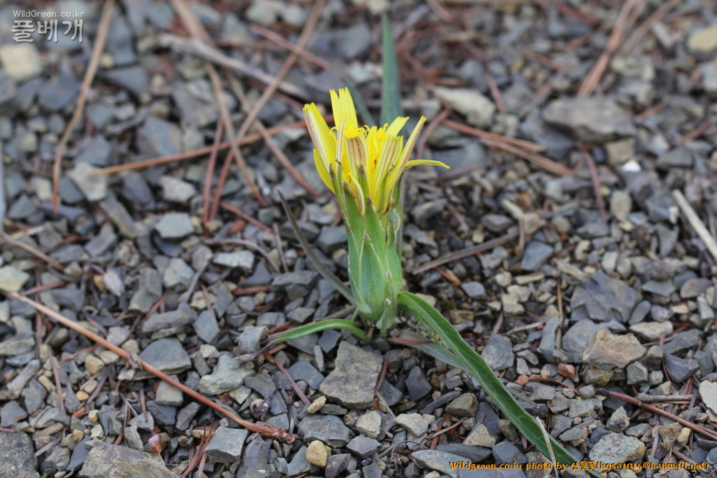 2021.04.05 멱쇠채 (2).JPG