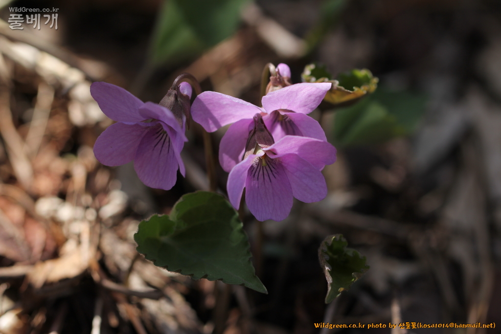 2021.04.05 고깔제비꽃 (2).JPG
