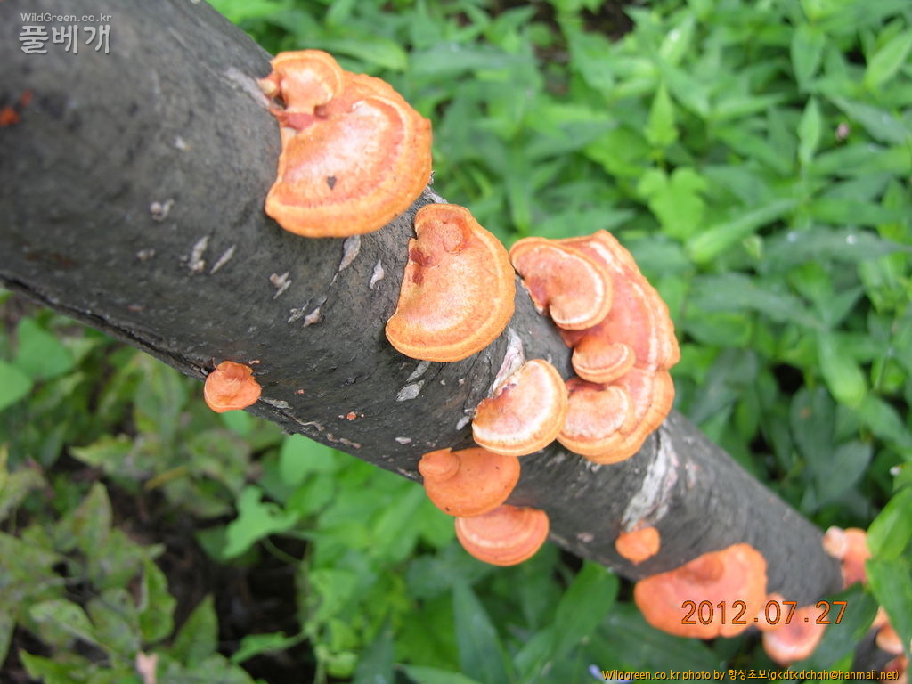DSCN1917.JPG : 버섯인데 이름은 몰라요
