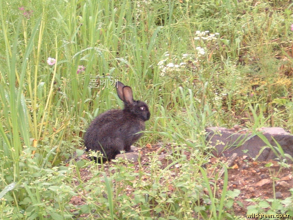 DSCF0010.JPG : 인적많은 공원에 나타난 토끼