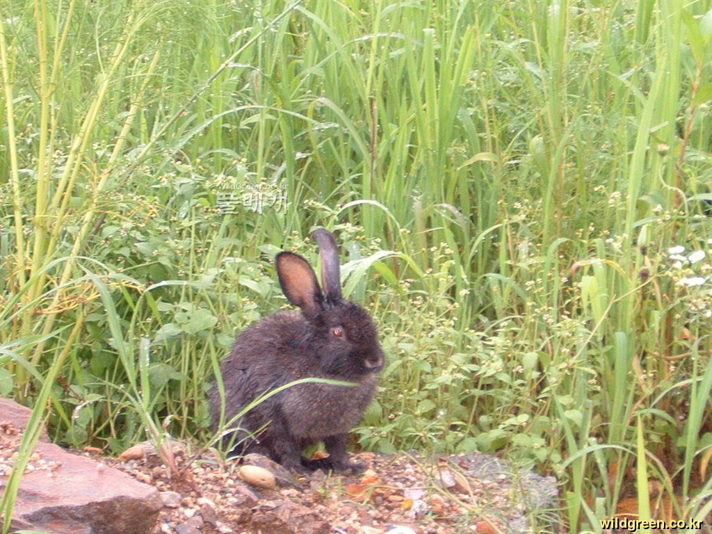 DSCF0012.JPG : 인적많은 공원에 나타난 토끼