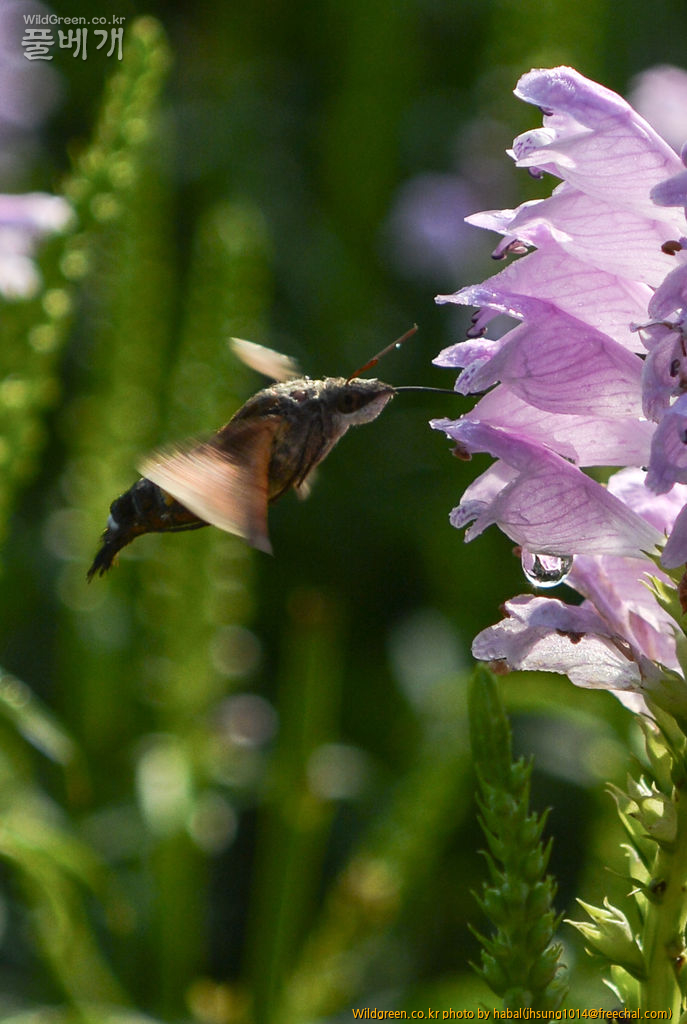 DSC_5031-1.jpg : 박각시나방