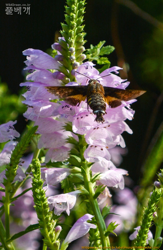 DSC_5019-1.jpg : 박각시나방