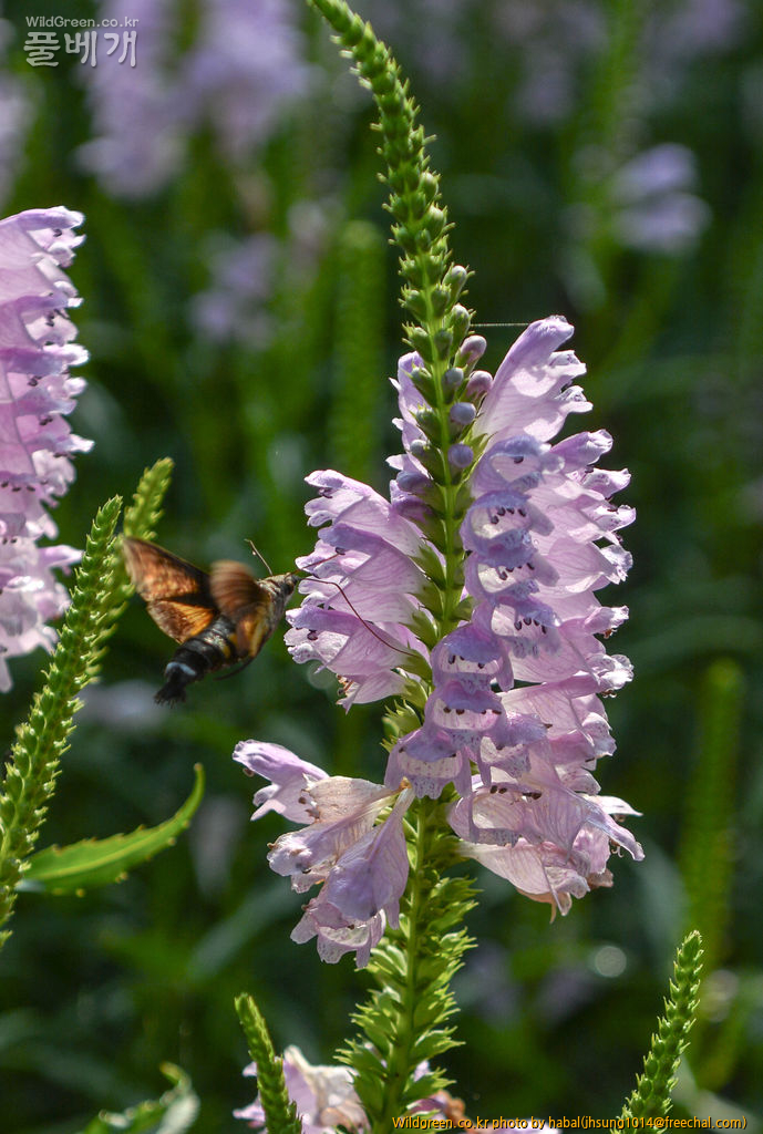 DSC_5029-1.jpg : 박각시나방