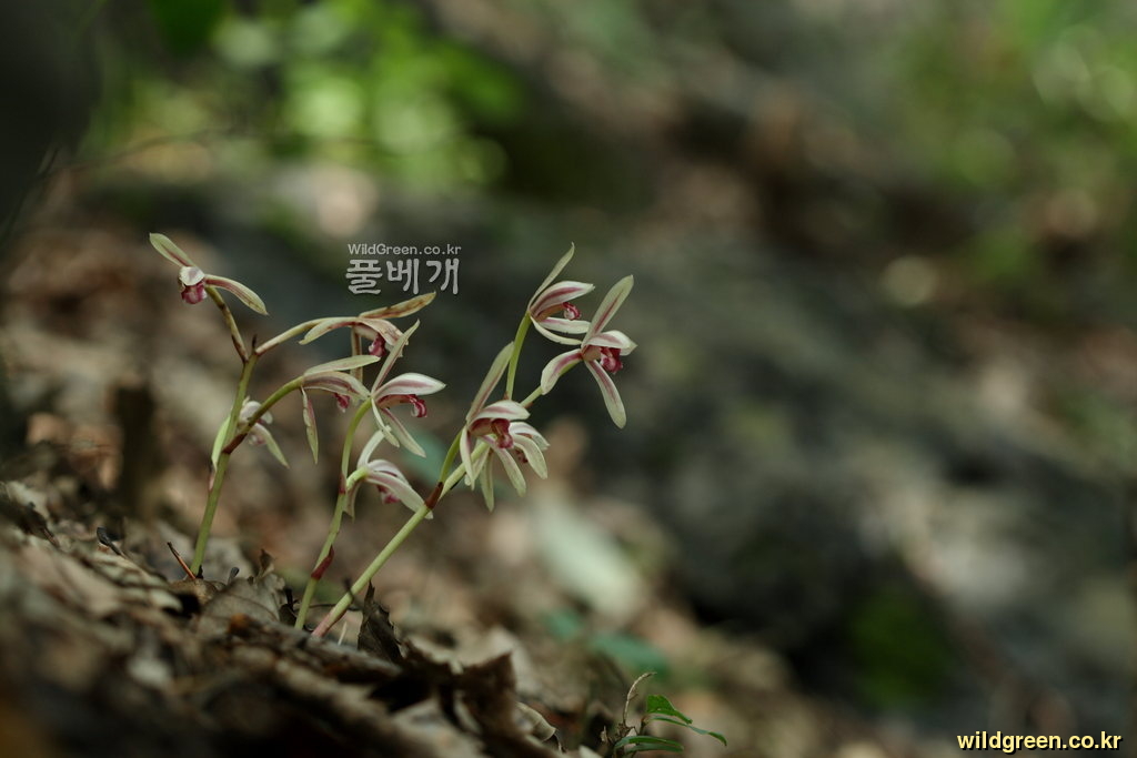 대흥란_9267.JPG : 대흥란