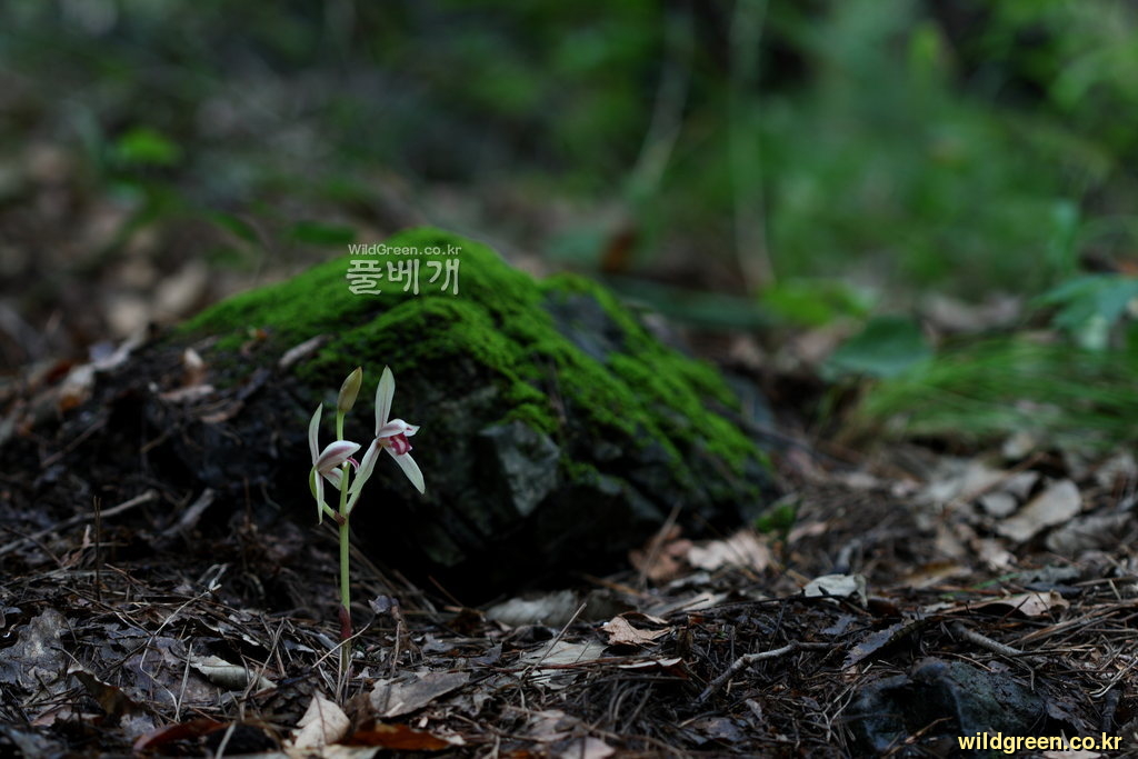 대흥란_9288.JPG : 대흥란