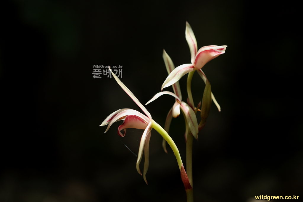 대흥란-9074.JPG : 대흥란