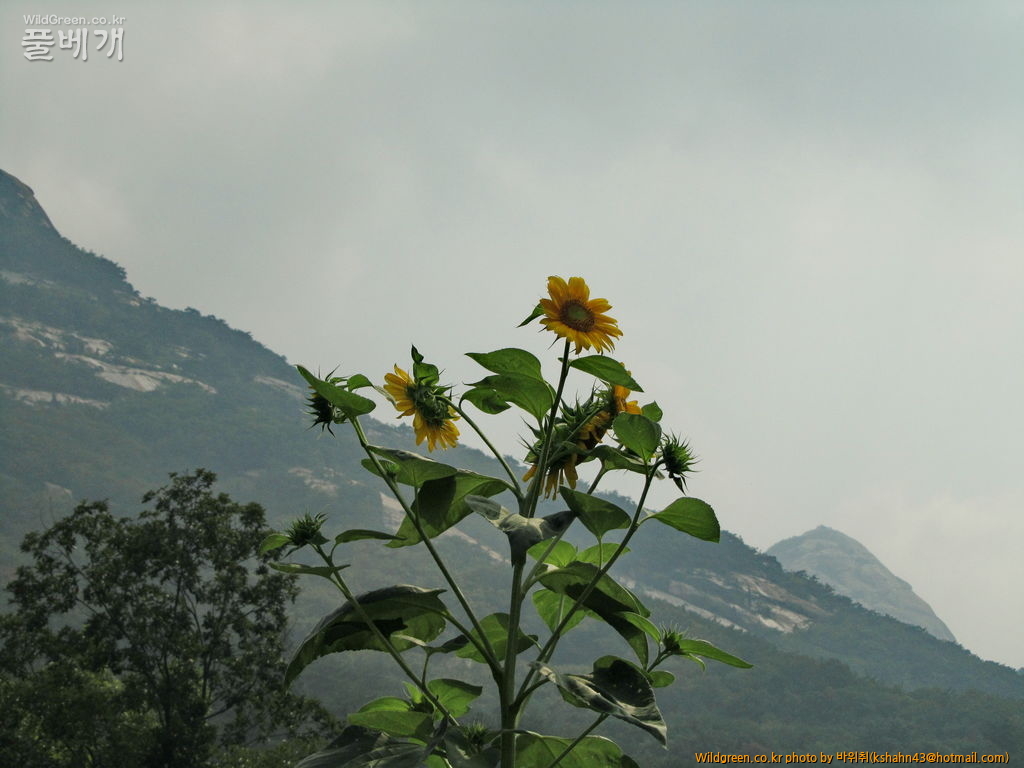 006.JPG : 북한산의 늦여름