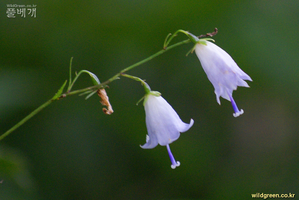 꾸미기_야생화 422.jpg : 두메잔대