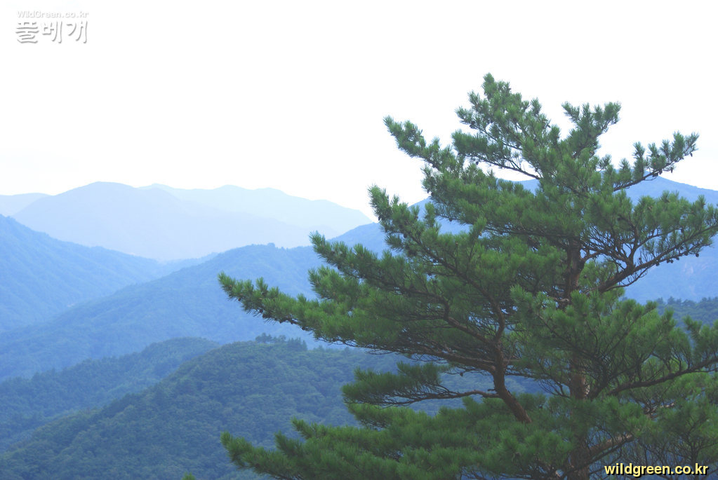 꾸미기_야생화 263.jpg : 두메잔대