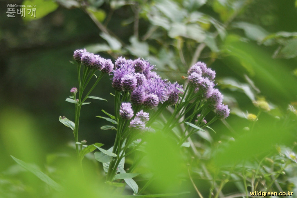 꾸미기_야생화 291.jpg : 두메잔대