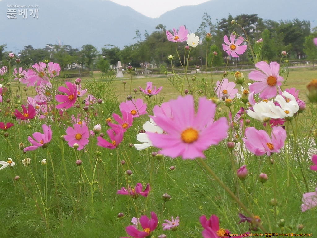 6월11일 능소화 012.JPG : 6월의 코스모스