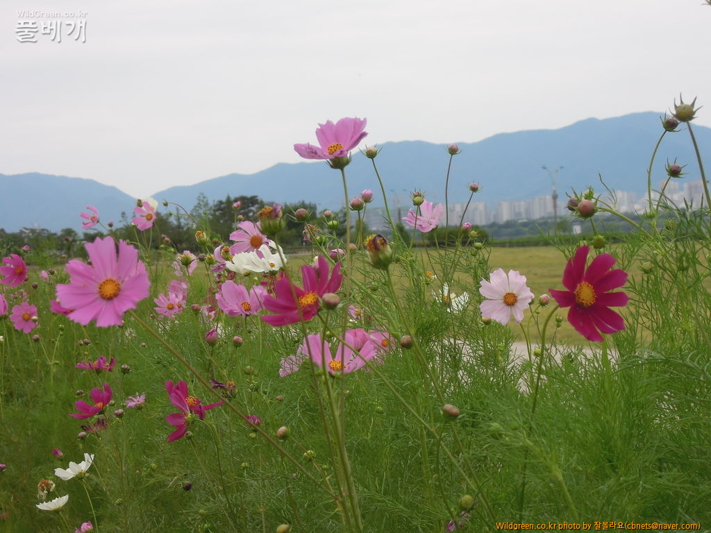 6월11일 능소화 010.JPG : 6월의 코스모스