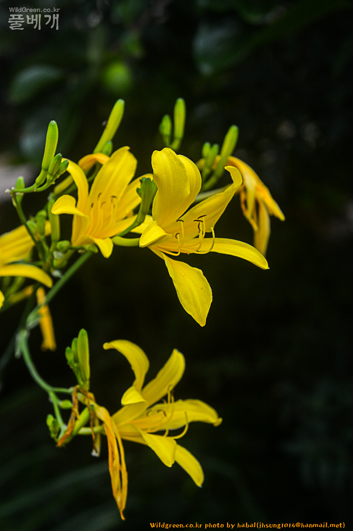 긴포원추리 (3).jpg