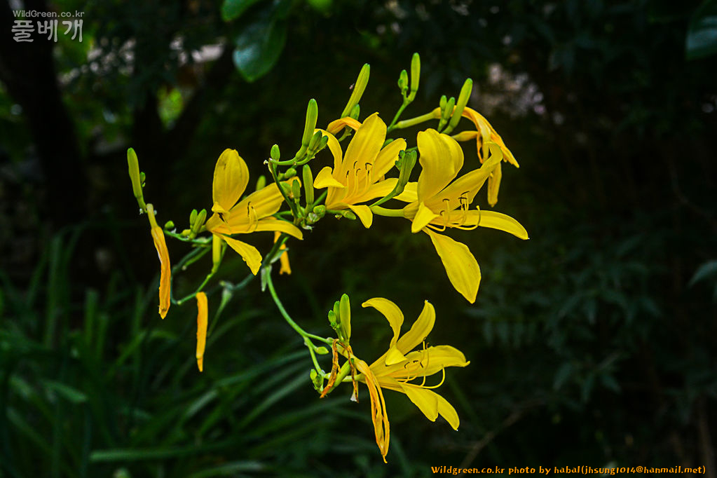 긴포원추리 (4).jpg