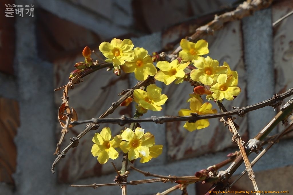 cjle190224 다압 도사리 영춘화 Jasminum nudiflorum 8280-1.JPG