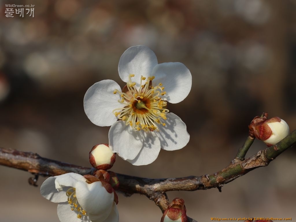 cjle190224 구례 운천리 매실나무 Prunus mume 8174-1.JPG