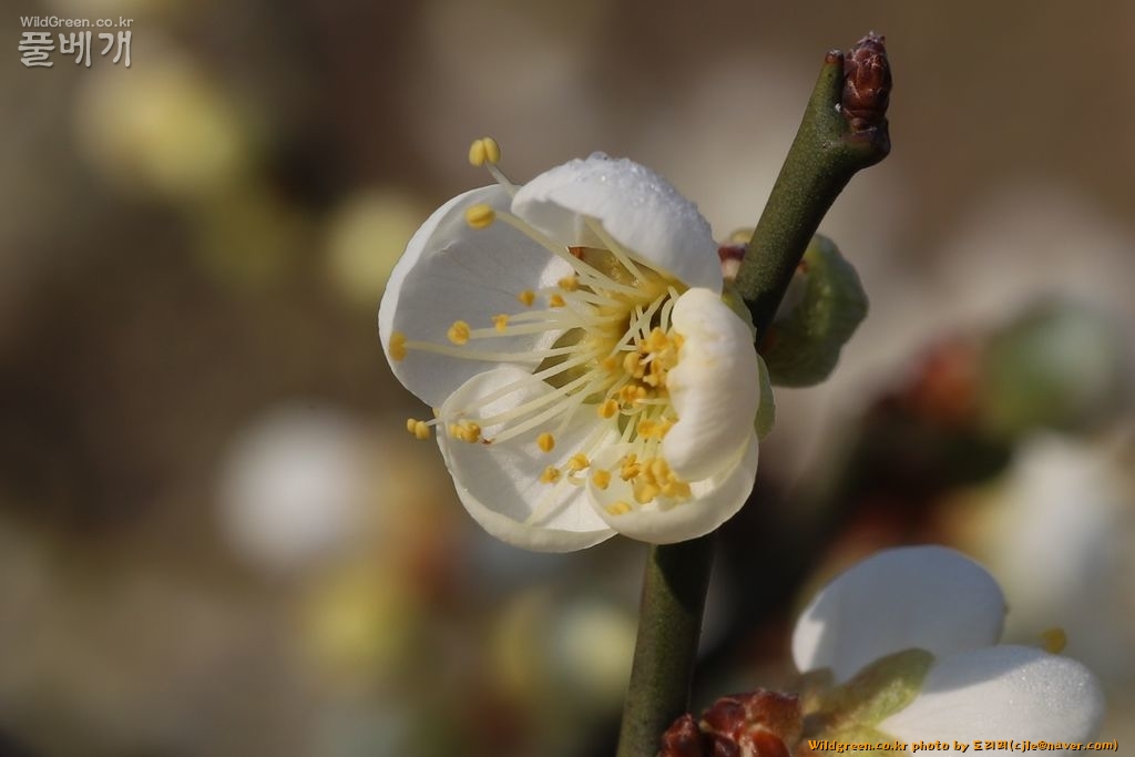 cjle190224 구례 운천리 매실나무 Prunus mume 8115-1.JPG