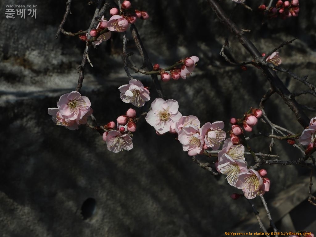 cjle190224 다압 도사리 매실나무 Prunus mume 8333-1.JPG