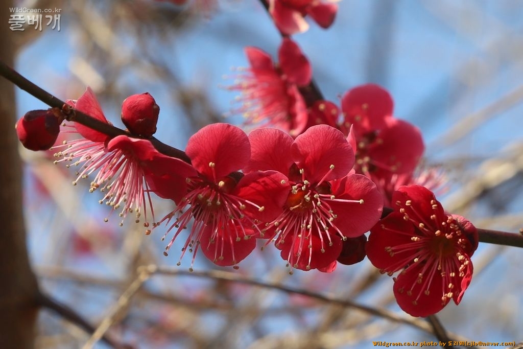 cjle190224 다압 도사리 매실나무 Prunus mume 8337-1.JPG
