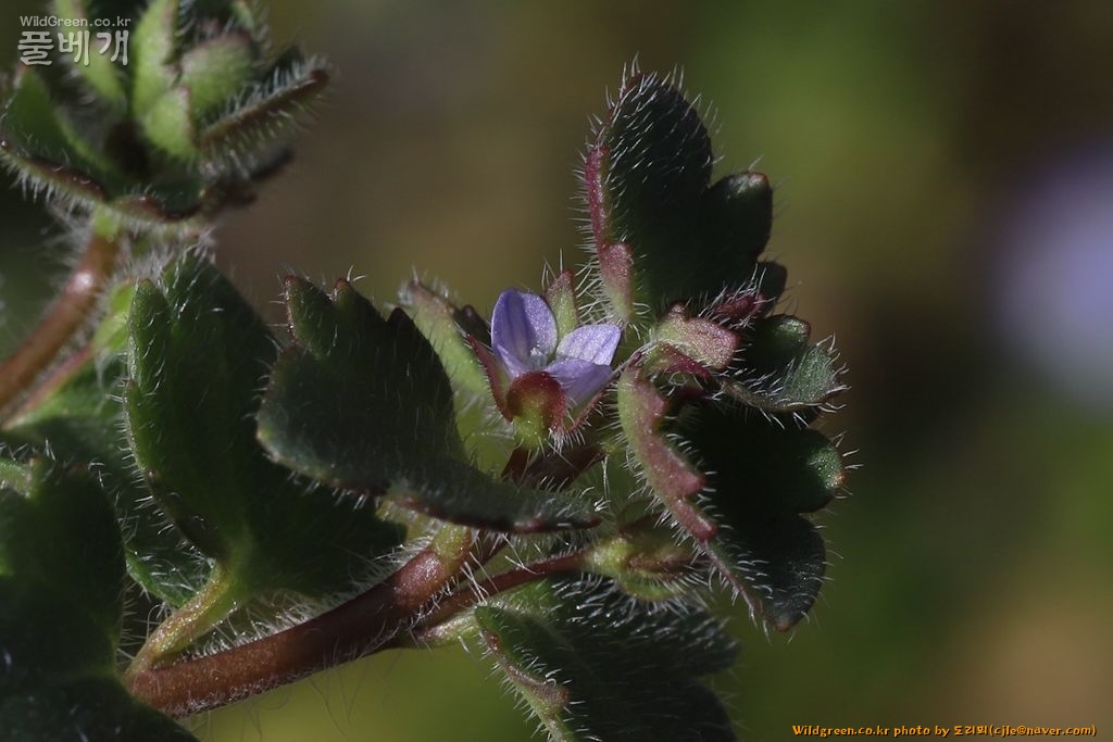 cjle190224 다압 도사리 눈개불알풀 Veronica hederaefolia 8316-1.JPG