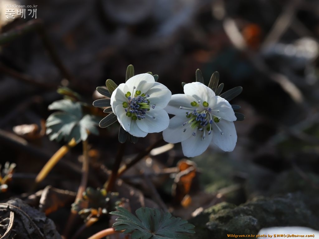 cjle190225 돌산도 금오산 변산바람꽃 Eranthis byunsanensis 8742.JPG