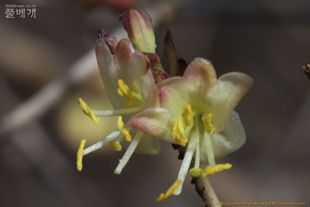 cjle190225 돌산도 금오산 길마가지나무 Lonicera harai 8589-2.JPG