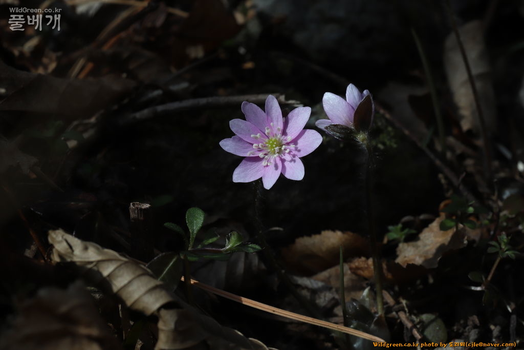 cjle190225 돌산도 금오산 노루귀 Hepatica asiatica 8637.JPG