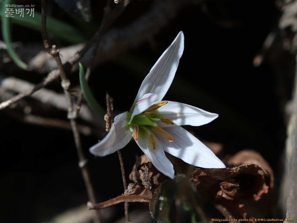 cjle190225 돌산읍 금오산 산자고 Tulipa edulis 8704-1.JPG