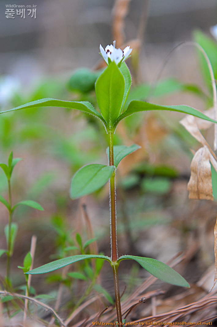 숲개별꽃 (2).jpg