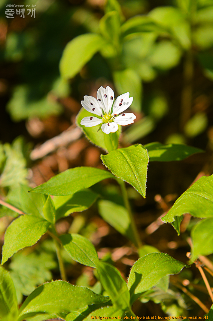 숲바람꽃 (2).jpg