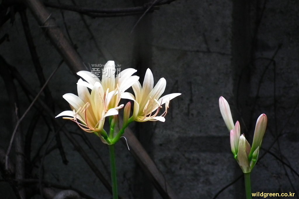 인물사진 028.jpg : 담벼락 밑에 핀 상사화