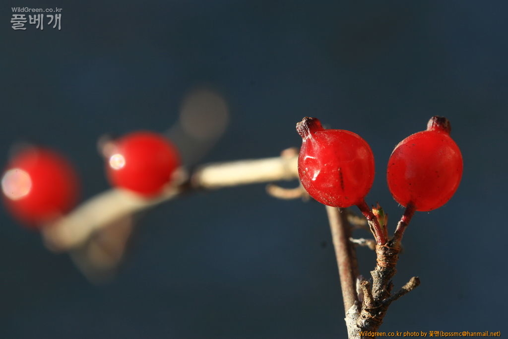 까마귀밥나무 (6).JPG : 까마귀밥나무