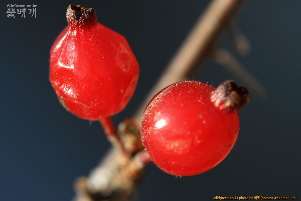 까마귀밥나무 (7).JPG : 까마귀밥나무