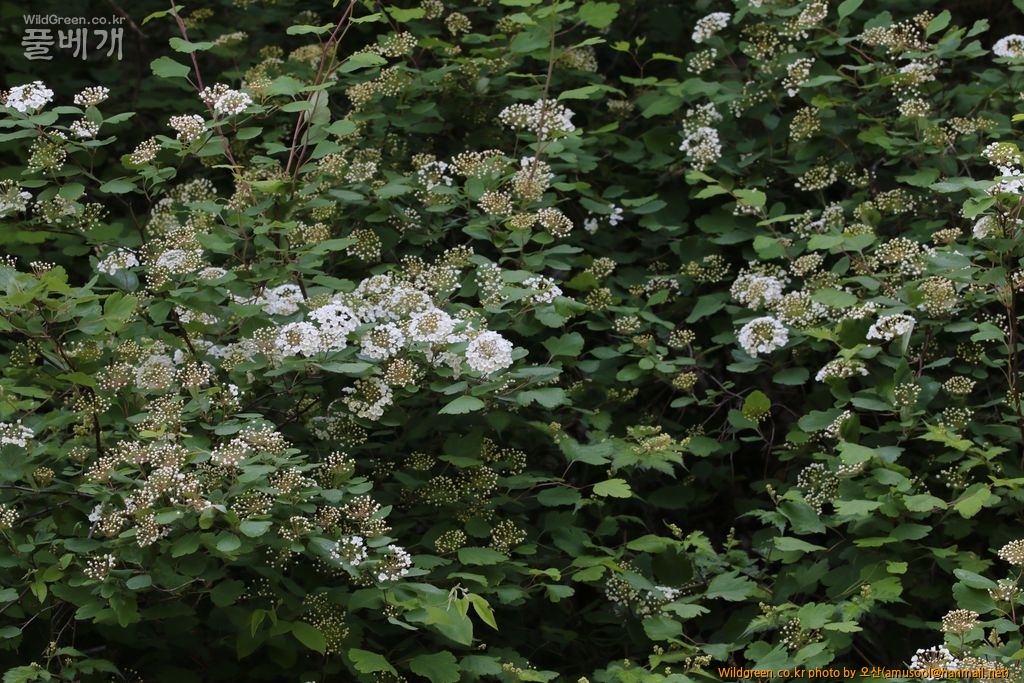 IMG_8693.JPG : 산조팝나무