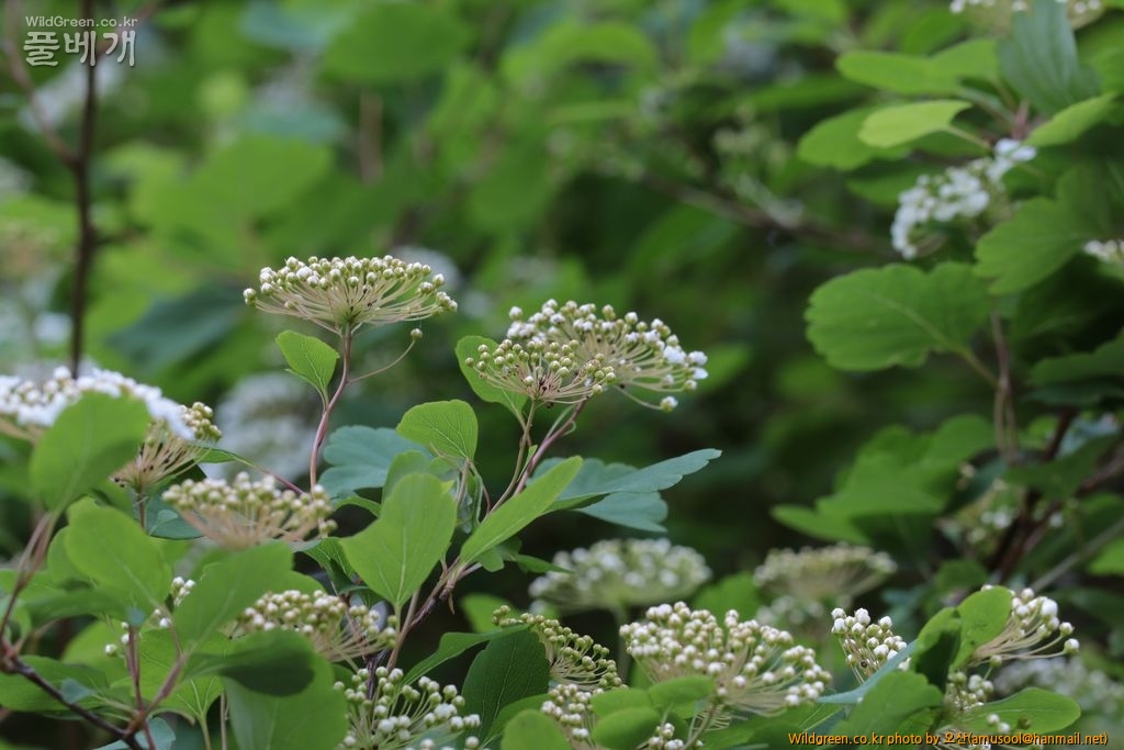 IMG_8691.JPG : 산조팝나무